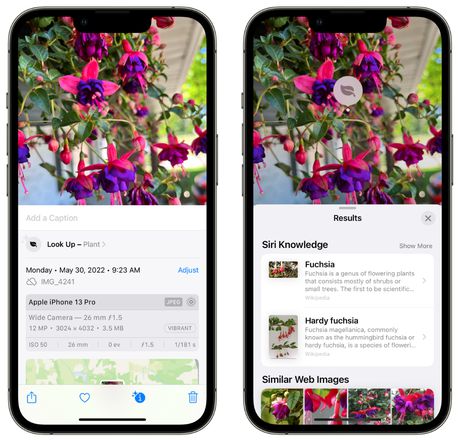 小技巧：使用 iPhone 相机识别花卉植物
