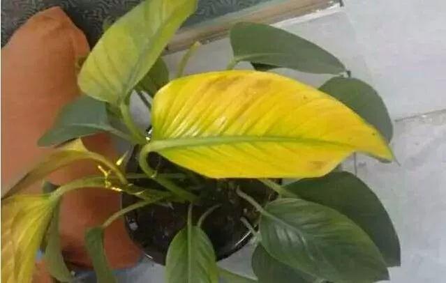 室内植物叶子发黄怎么办（家里的植物变黄的解决方法）
