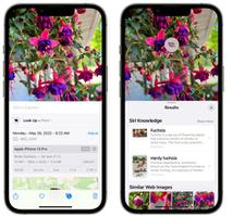 小技巧：使用 iPhone 相机识别花卉植物