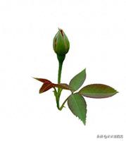 玫瑰的花语和寓意代表什么意思（玫瑰花的花语详情）